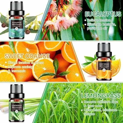 Verschiedene ätherische Öle mit Vorteilen: Eukalyptus, Süßorange, Zitronengras.